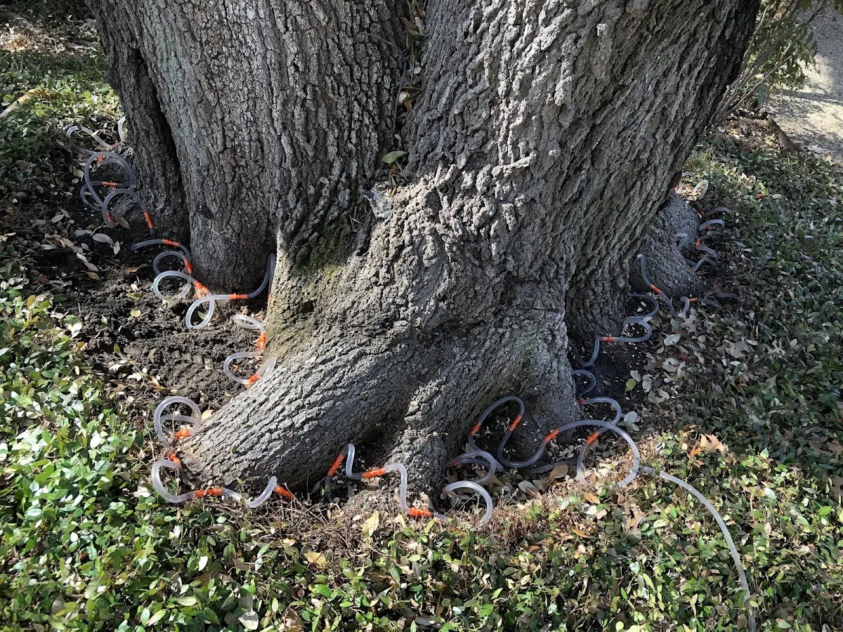 Detailed Tree Cabling and Bracing job site in Big Island