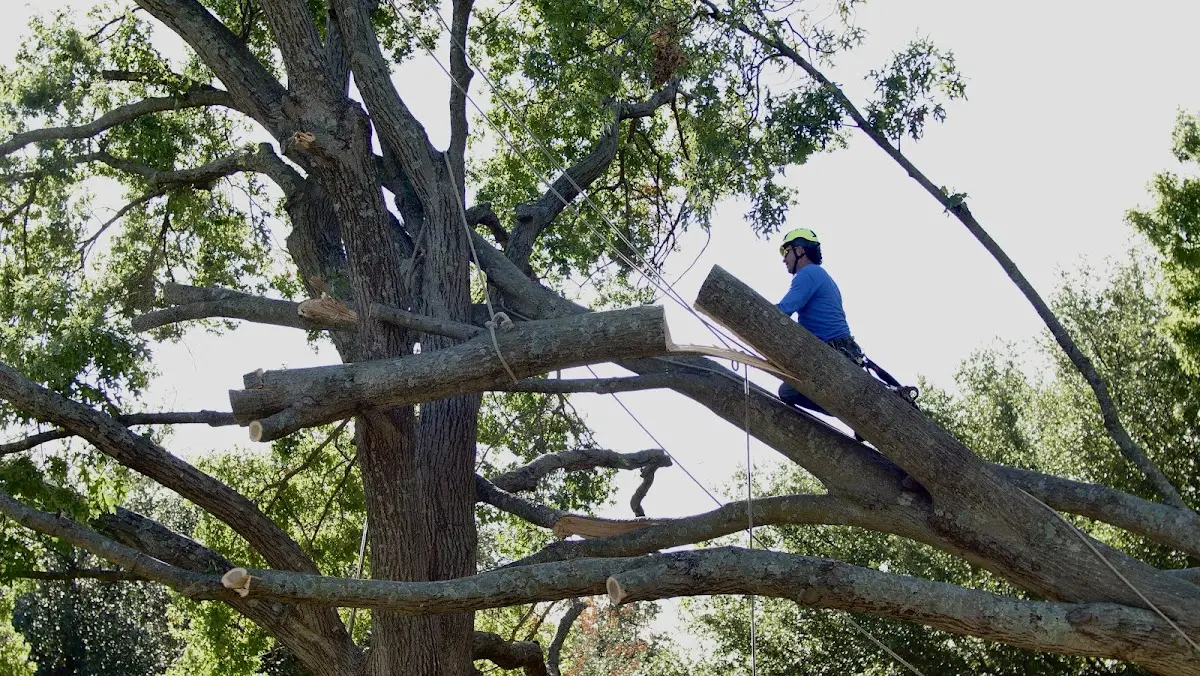 Professional Hazardous Tree Removal performed by certified arborists in Big Island