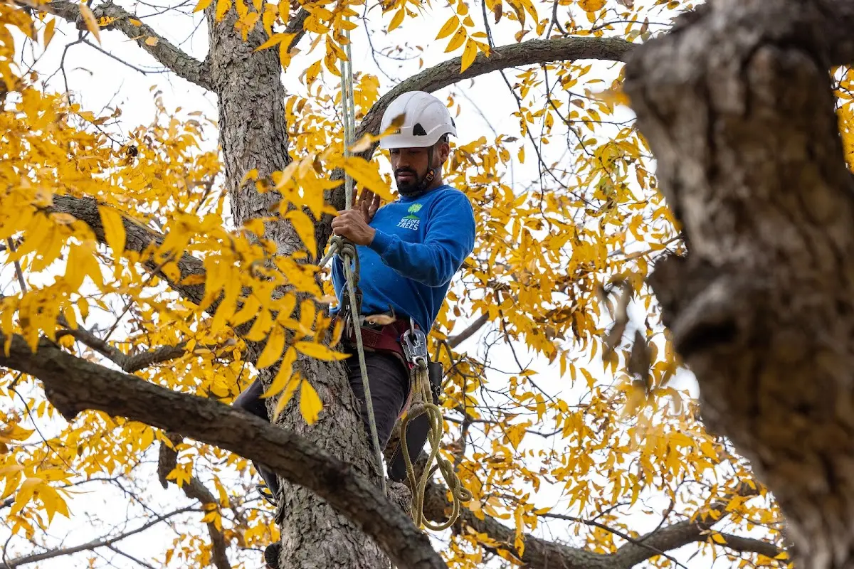 Skilled Tree Pruning crew working in Big Island