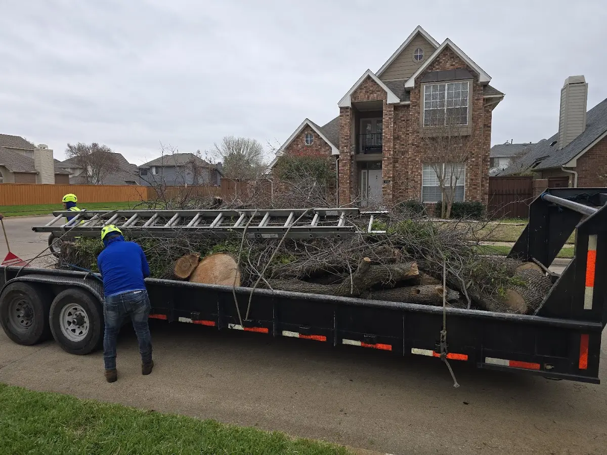 Expert Tree Removal with proper safety equipment in Big Island